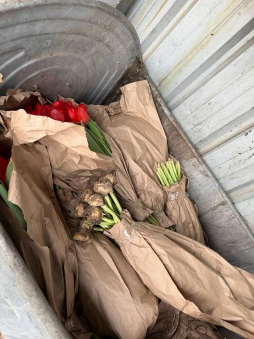 Все тюльпаны в огромных количествах на мусорки после праздника повыбрасывали.  