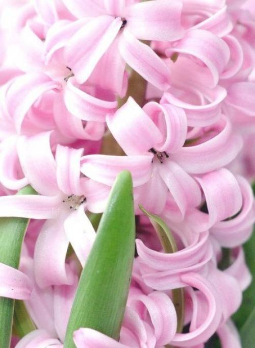 Дорогие девушки, от всей души мы поздравляем вас с 8 марта. 03