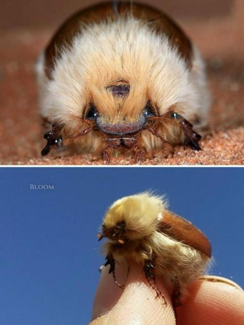 Вы только посмотрите на этого пушистика! 02 Вы только посмотрите на этого пушистика! 02