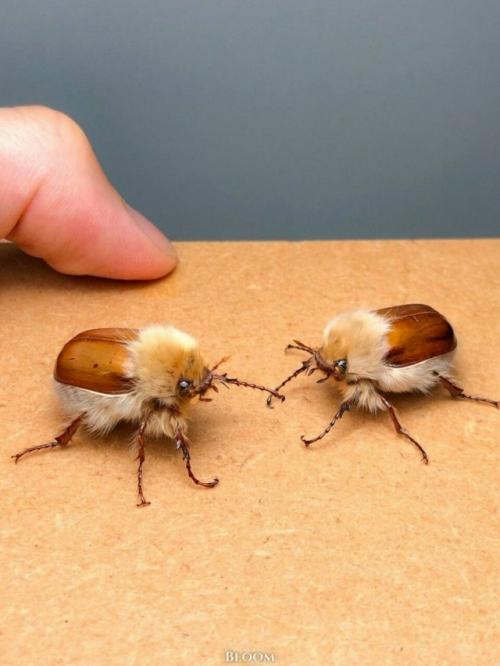 Вы только посмотрите на этого пушистика!  