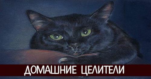 Домашние целители.  Самыми распространенными домашними Целителями считаются кошки.