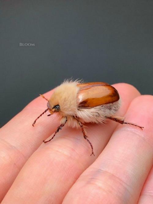 Вы только посмотрите на этого пушистика! 01 Вы только посмотрите на этого пушистика! 01