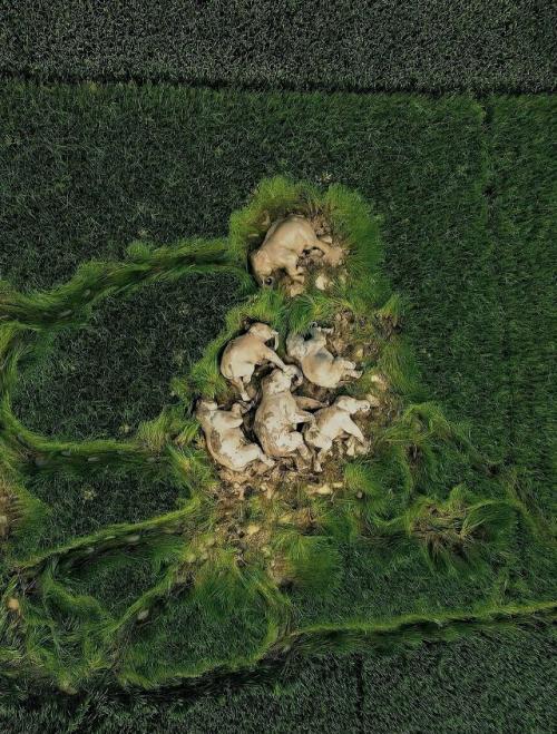 Семья слонов прошла много километров и решила вздремнуть на фермерском поле. 

