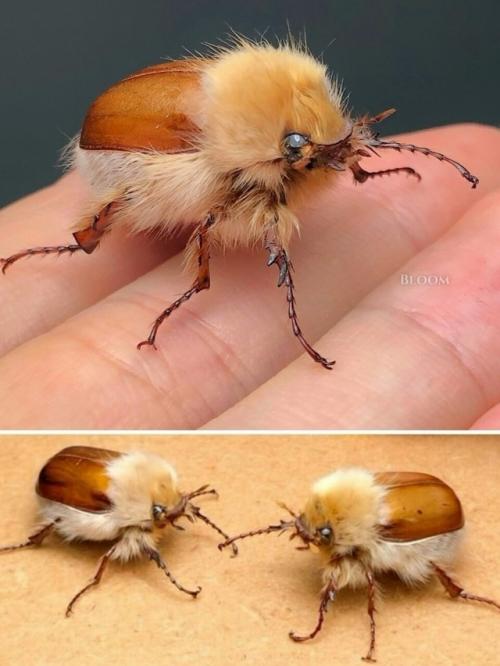 Вы только посмотрите на этого пушистика! 04 Вы только посмотрите на этого пушистика! 04