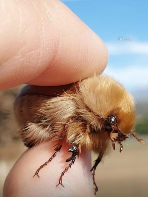 Вы только посмотрите на этого пушистика! 07 Вы только посмотрите на этого пушистика! 07