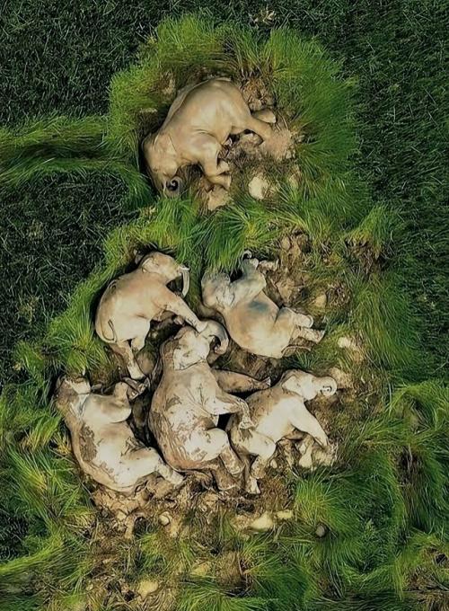 Семья слонов прошла много километров и решила вздремнуть на фермерском поле. 01