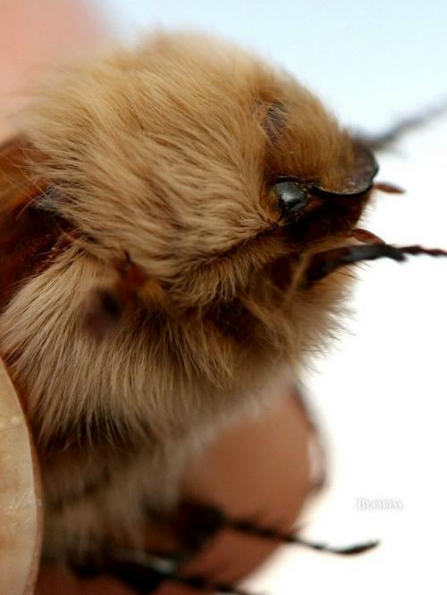Вы только посмотрите на этого пушистика! 05 Вы только посмотрите на этого пушистика! 05