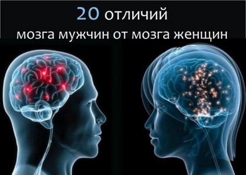 20 отличий мозга мужчин от мозга женщин.