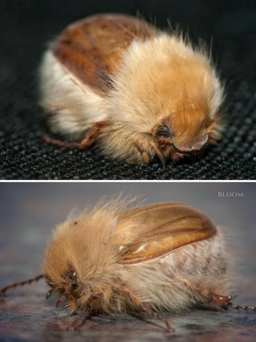 Вы только посмотрите на этого пушистика! 06 Вы только посмотрите на этого пушистика! 06