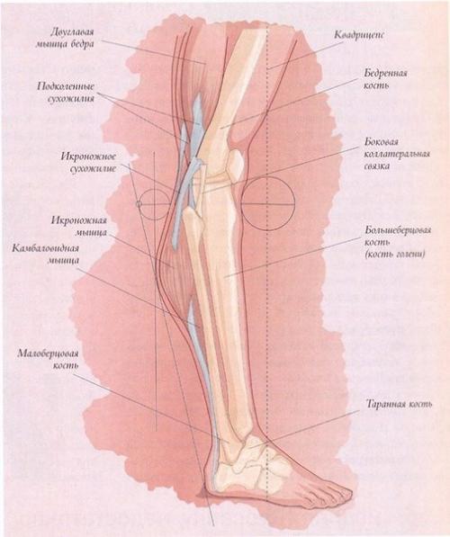 Колени!  Правила правила йоги для здоровья коленных суставов.  подвижность коленных суставов причиняет боль и может привести к травме.