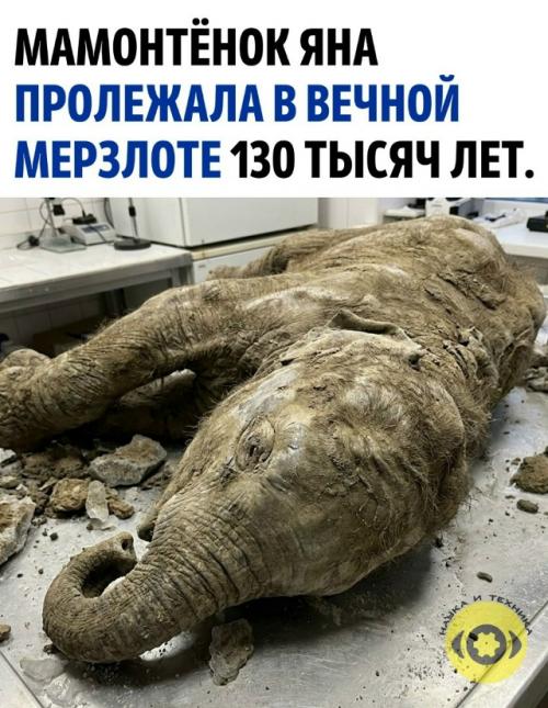 На глубине 40 метров в районе батагайки была найдена почти целая туша мамонтёнка, идеально сохранившаяся в толще земли.  