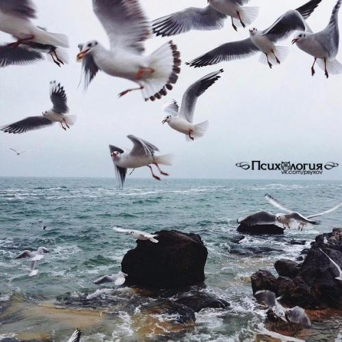 Лечебное пение птиц.