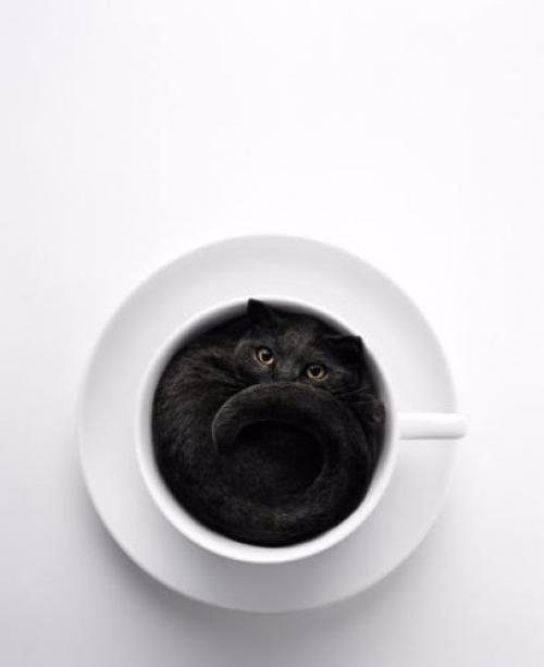 Кошка - магическое животное.