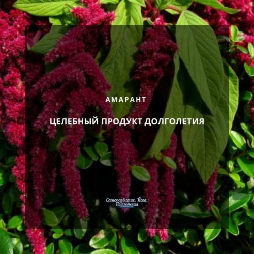 Амарант - целебный продукт долголетия. 
