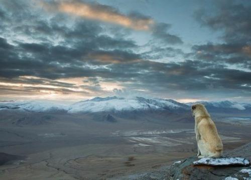 Sebastian Wahlhuetter, автор фото: этот пёс появился из ниоткуда и следовал за нами во время всего нашего недельного похода в Гималаях.