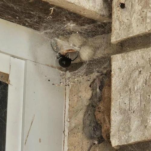 Житель одного из американских штатов обнаружил, что делит кров с поистине легендарным соседом - самкой паука 