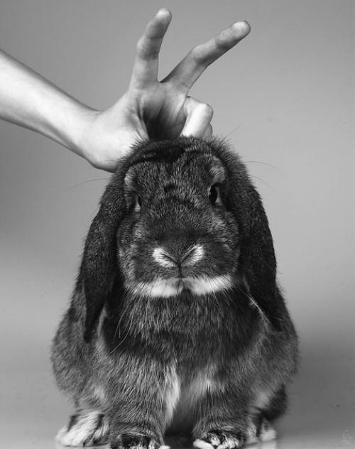 Назови дурака - дураком, он наверняка обидится.