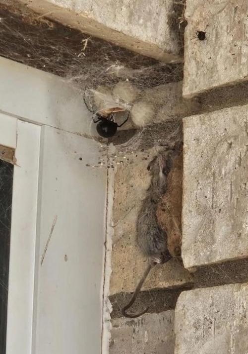 Житель одного из американских штатов обнаружил, что делит кров с поистине легендарным соседом - самкой паука Чёрная Вдова. 01