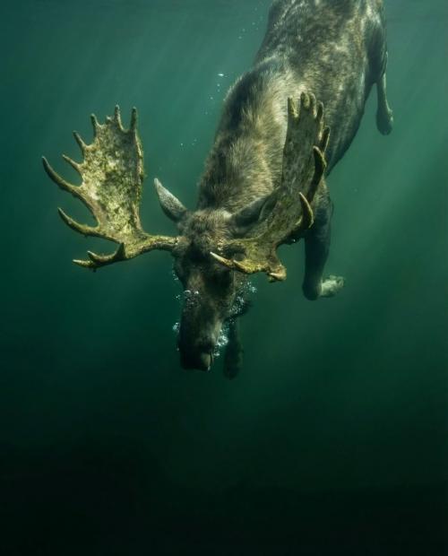 Лоси - гораздо более искусные пловцы, чем можно было бы предположить.  