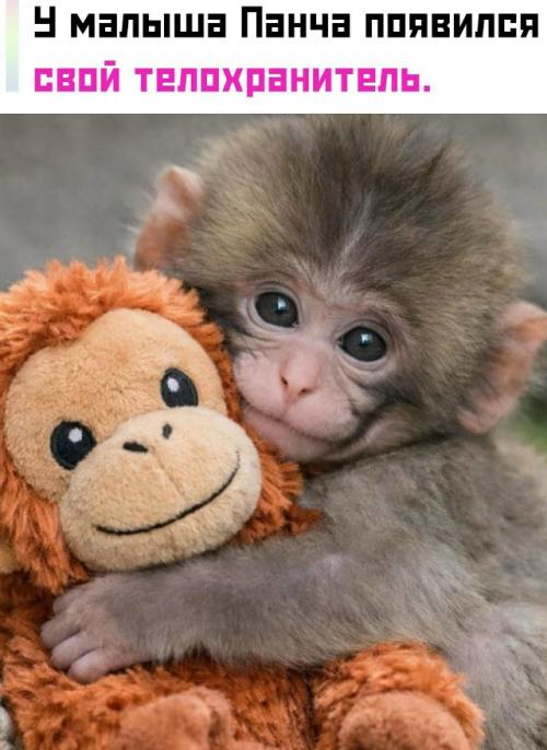 Теперь его постоянно держит в объятиях более крупная макака - крепко и без шансов сбежать. 

