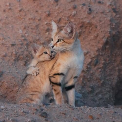 Барханные коты - одни из самых маленьких диких кошек в мире, обитающие исключительно в пустынях. 08