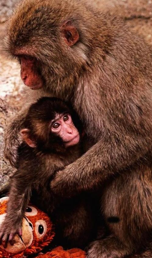 Теперь его постоянно держит в объятиях более крупная макака - крепко и без шансов сбежать. 02