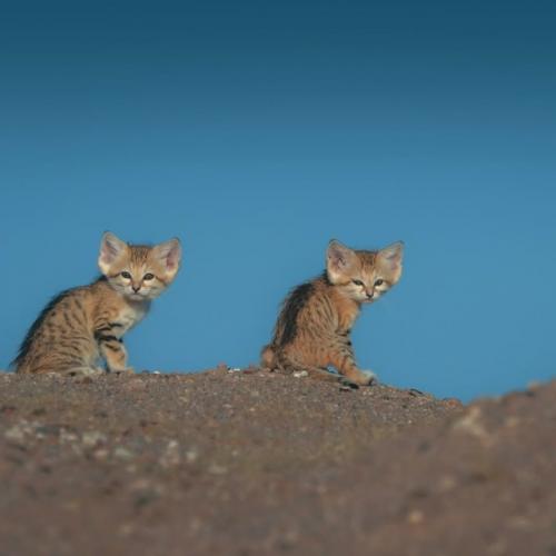 Барханные коты - одни из самых маленьких диких кошек в мире, обитающие исключительно в пустынях. 07