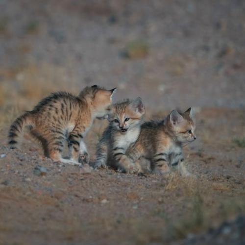 Барханные коты - одни из самых маленьких диких кошек в мире, обитающие исключительно в пустынях. 04