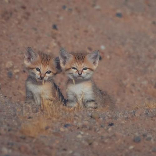Барханные коты - одни из самых маленьких диких кошек в мире, обитающие исключительно в пустынях. 05