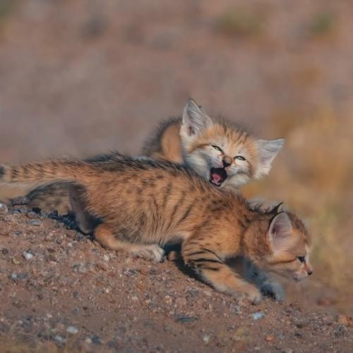 Барханные коты - одни из самых маленьких диких кошек в мире, обитающие исключительно в пустынях. 01