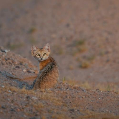 Барханные коты - одни из самых маленьких диких кошек в мире, обитающие исключительно в пустынях. 03