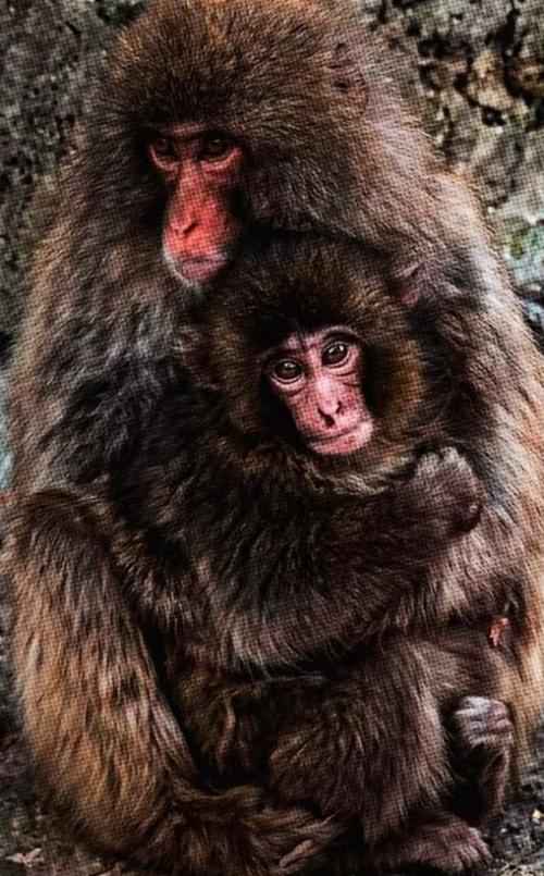 Теперь его постоянно держит в объятиях более крупная макака - крепко и без шансов сбежать. 01
