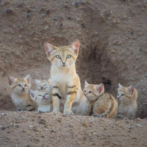 Барханные коты - одни из самых маленьких диких кошек в мире, обитающие исключительно в пустынях.

