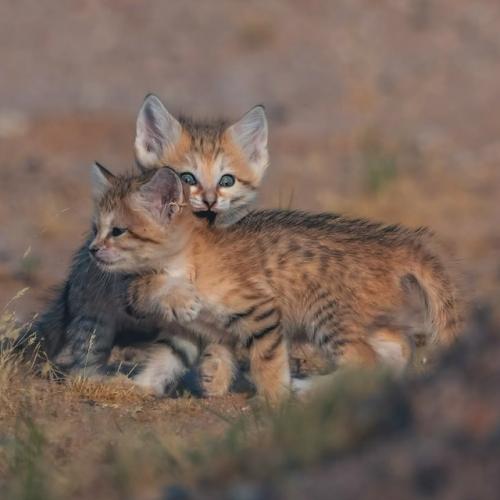 Барханные коты - одни из самых маленьких диких кошек в мире, обитающие исключительно в пустынях. 02