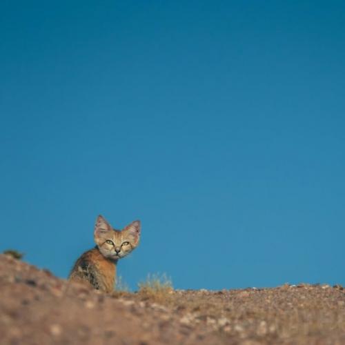 Барханные коты - одни из самых маленьких диких кошек в мире, обитающие исключительно в пустынях. 06