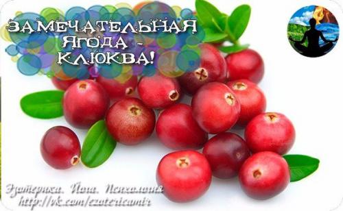 Замечательная ягода - клюква!
