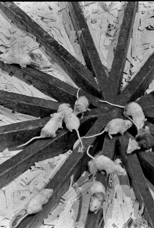 В 1968 году американский учёный провёл необычный эксперимент под названием вселенная-25. 02