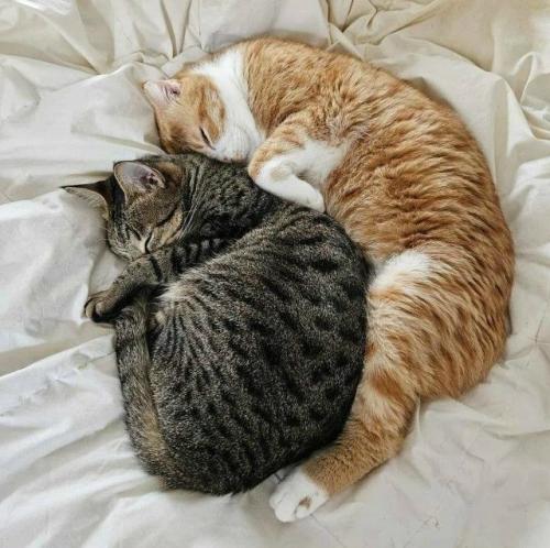 Организм в этот момент начинает активно вырабатывать окситоцин - гормон привязанности. 01