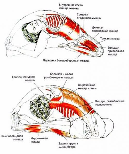 Джану ширшасана. Джану - это Колено, ширша - голова. Джану ширшасана. Джану - это Колено, ширша - голова.