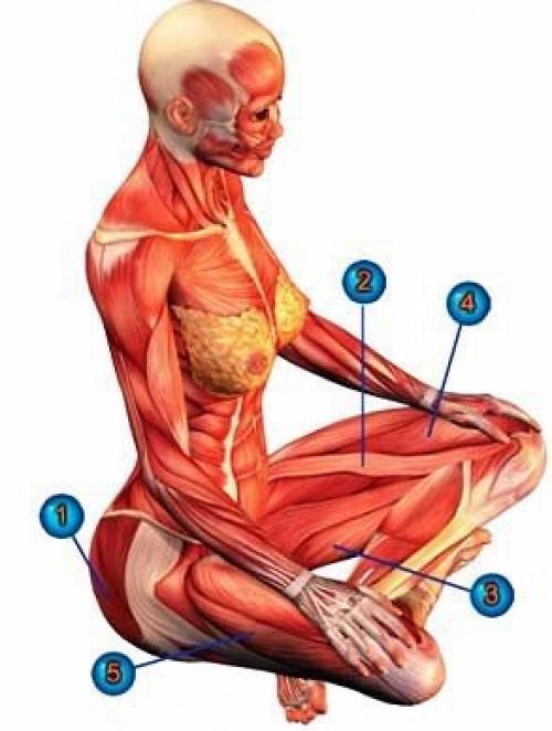 Как сесть в падмасану упражнения. Как сесть в позу лотоса (падмасана).