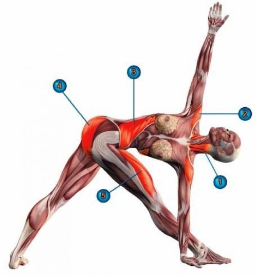 Паривритта триконасана.
Для снятия утомления и нервозности.