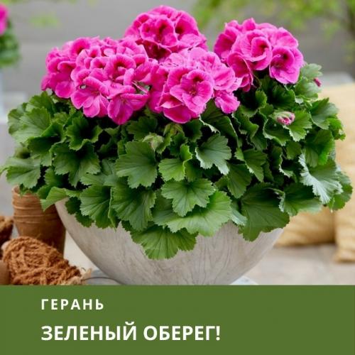 Герань - зеленый оберег! 
