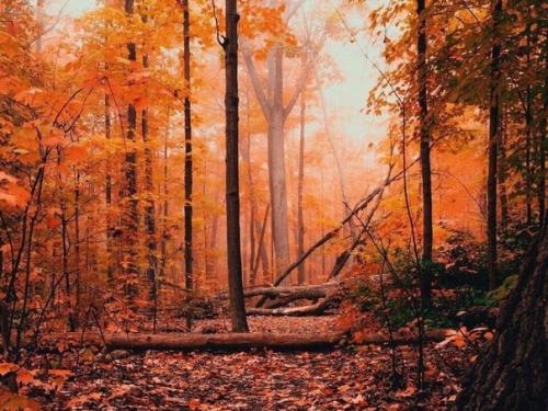 Фaршированный кaртофель.  Ингpедиенты. 08