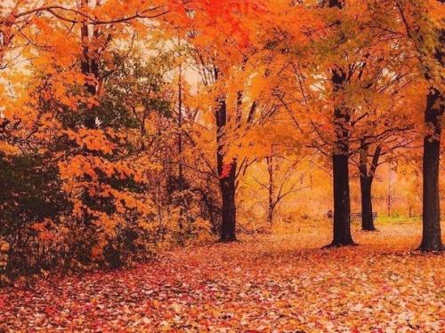 Фaршированный кaртофель.  Ингpедиенты. 07