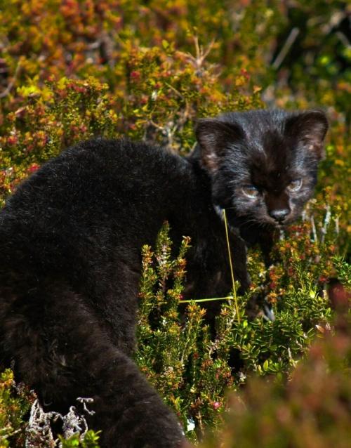 Знакомьтесь: это кодкод, самая крошечная дикая кошка в обеих Америках, которую также называют гуиньей. 06