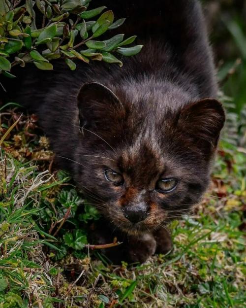 Знакомьтесь: это кодкод, самая крошечная дикая кошка в обеих Америках, которую также называют гуиньей. 03