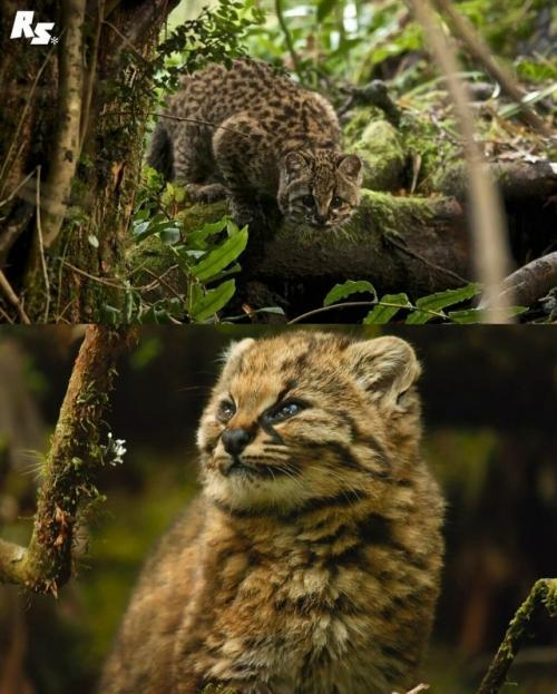 Знакомьтесь: это кодкод, самая крошечная дикая кошка в обеих Америках, которую также называют гуиньей. 02