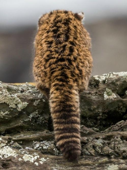 Фотограф дикой природы Эдуардо минте хесс пару лет назад поделился кадрами кодкода, он же гуинья. 

