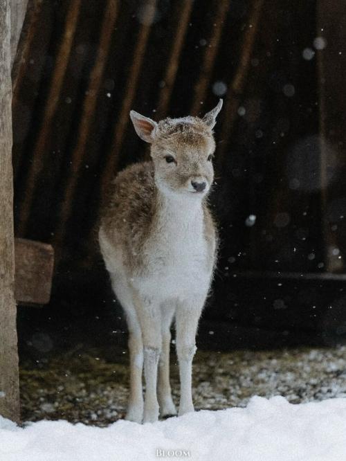 Фотограф Робин юте запечатлел оленят, которые выглядят так, будто их только что аккуратно посыпали снегом для красоты. 03