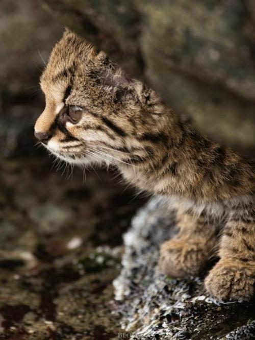 Фотограф дикой природы Эдуардо минте хесс пару лет назад поделился кадрами кодкода, он же гуинья. 07